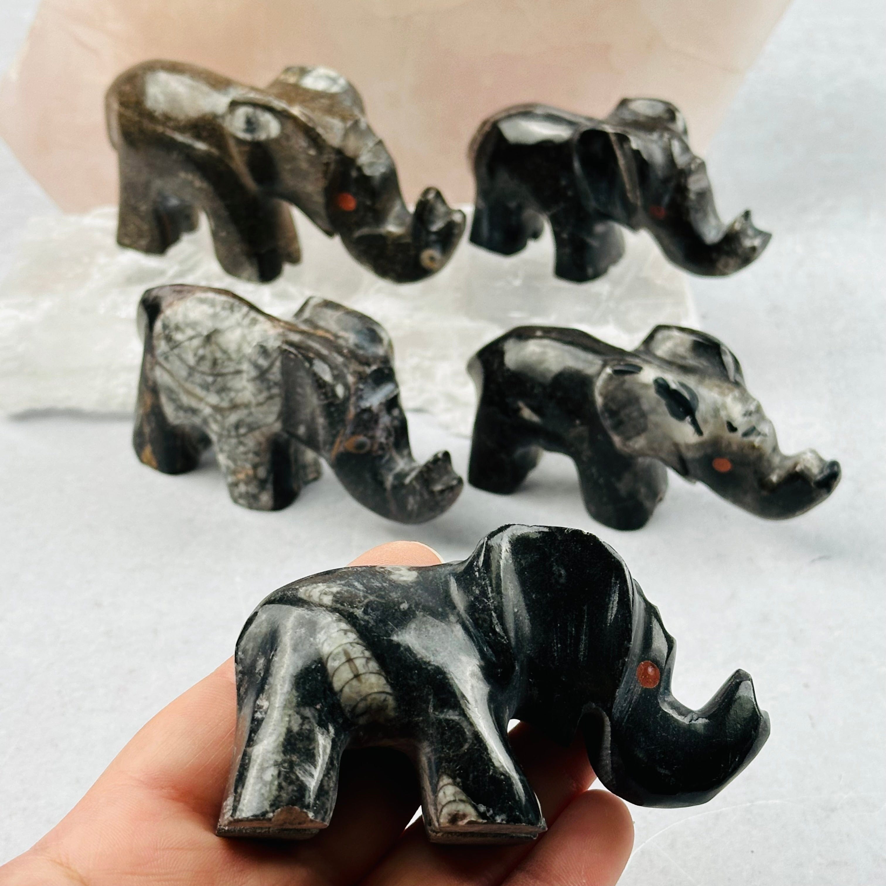 Orthoceras Polished Elephant Fossil Collection